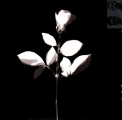 Violator