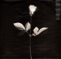 Violator