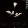 Violator